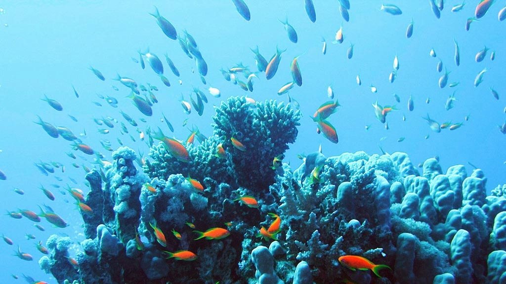 2011_07_�gypten_Hurghada_Tauchen_198